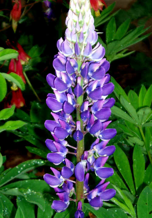 Lupine Backgrounds on Wallpapers Vista