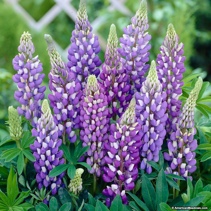 Nice wallpapers Lupine 800x800px