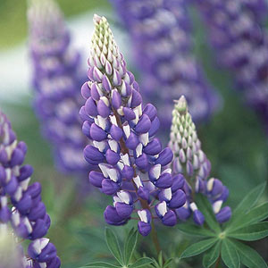 Lupine Pics, Earth Collection
