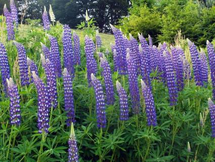 Images of Lupine | 425x319