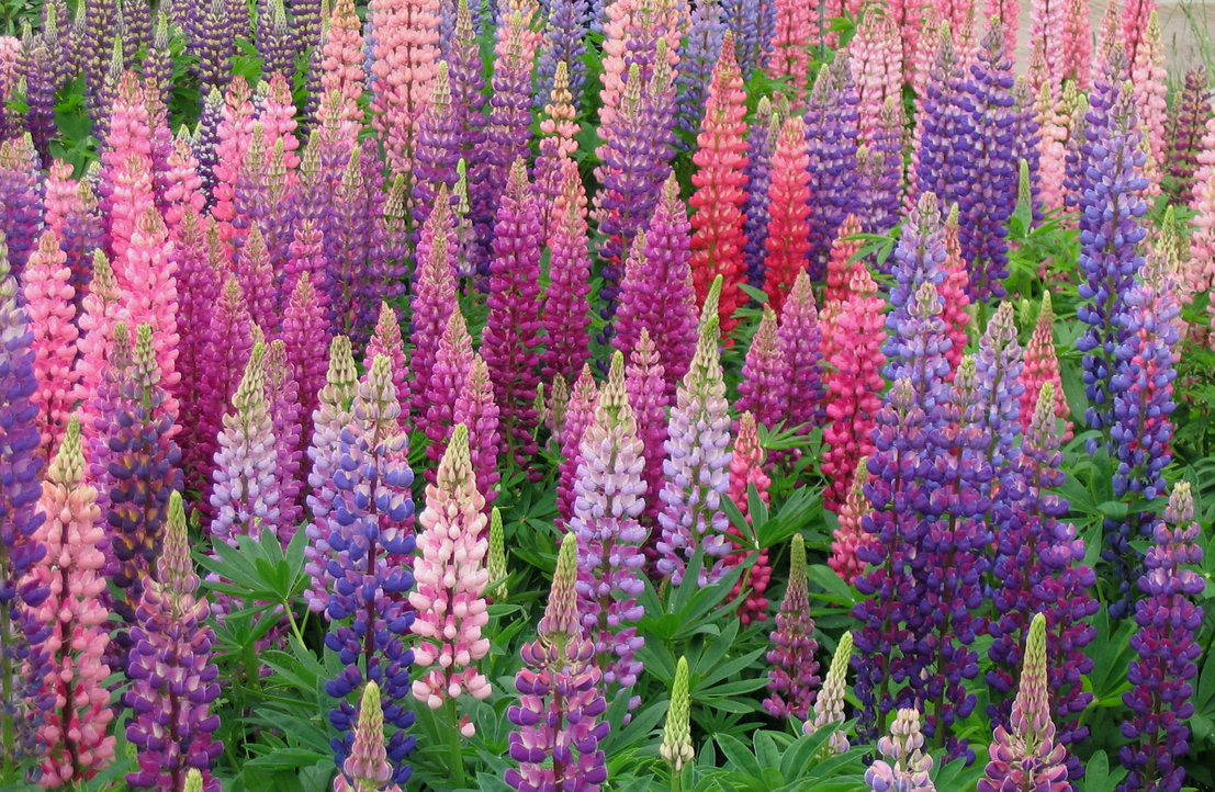 Lupine Pics, Earth Collection