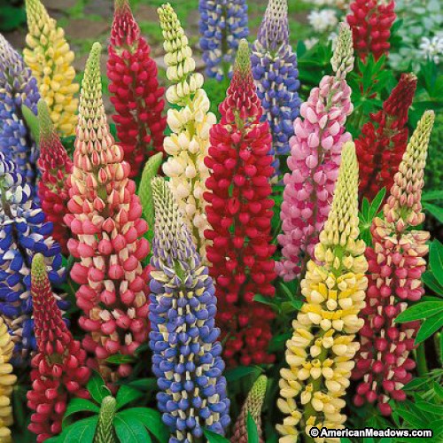 Nice wallpapers Lupine 500x500px