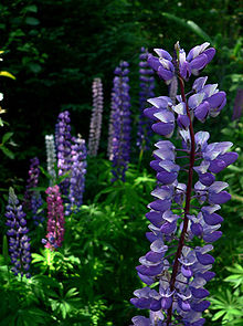 Nice Images Collection: Lupine Desktop Wallpapers