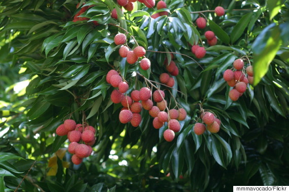 Lychee Backgrounds on Wallpapers Vista