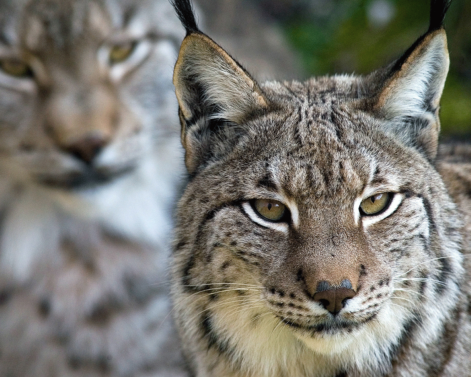 Nice Images Collection: Lynx Desktop Wallpapers