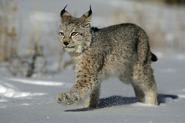 Lynx High Quality Background on Wallpapers Vista