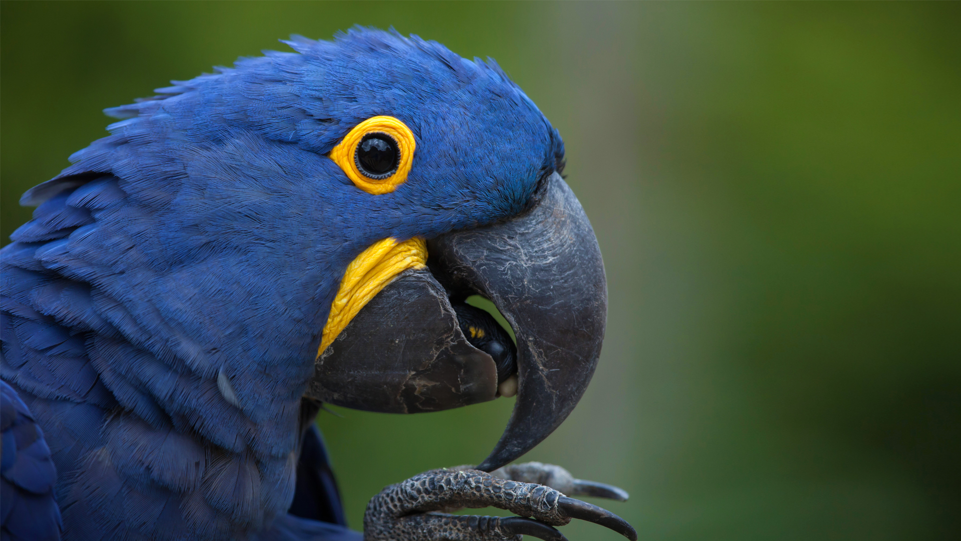 Amazing Macaw Pictures & Backgrounds