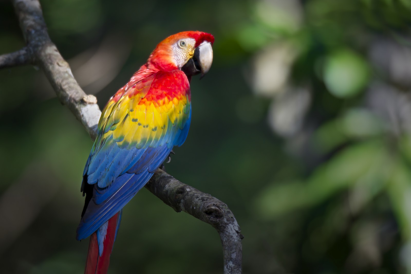 High Resolution Wallpaper | Scarlet Macaw 1600x1067 px