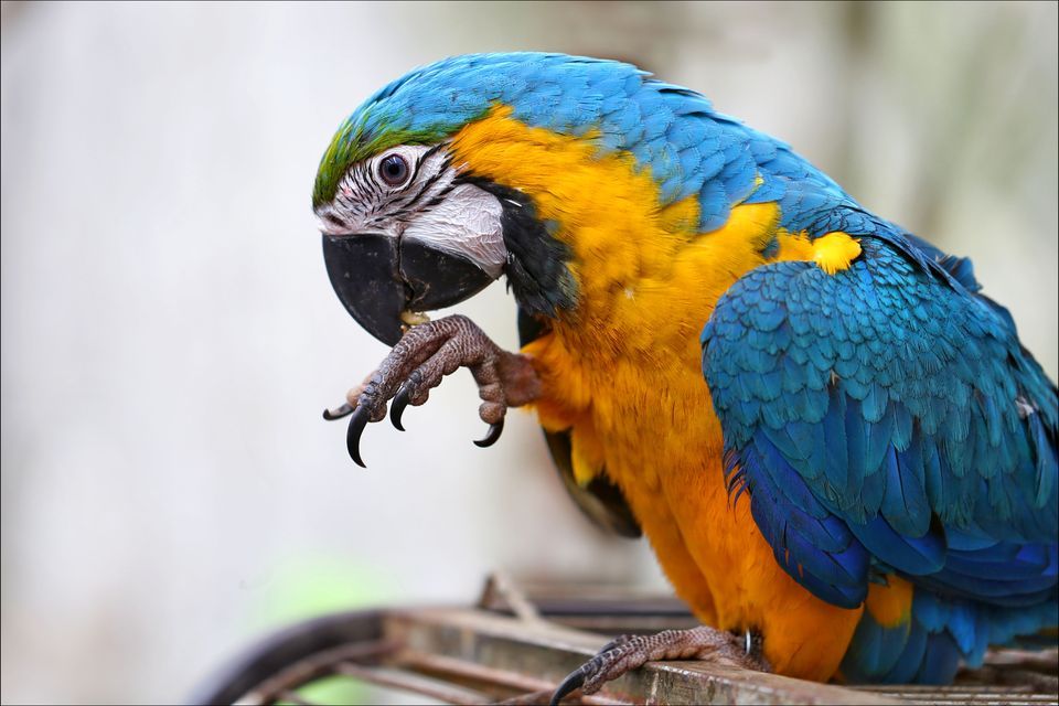 Nice Images Collection: Macaw Desktop Wallpapers