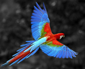 Nice Images Collection: Scarlet Macaw Desktop Wallpapers