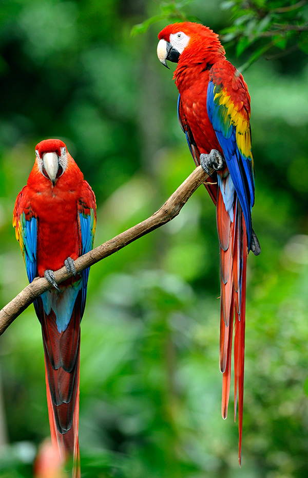 Macaw Pics, Animal Collection