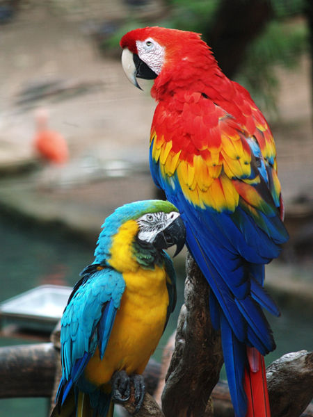 Macaw High Quality Background on Wallpapers Vista