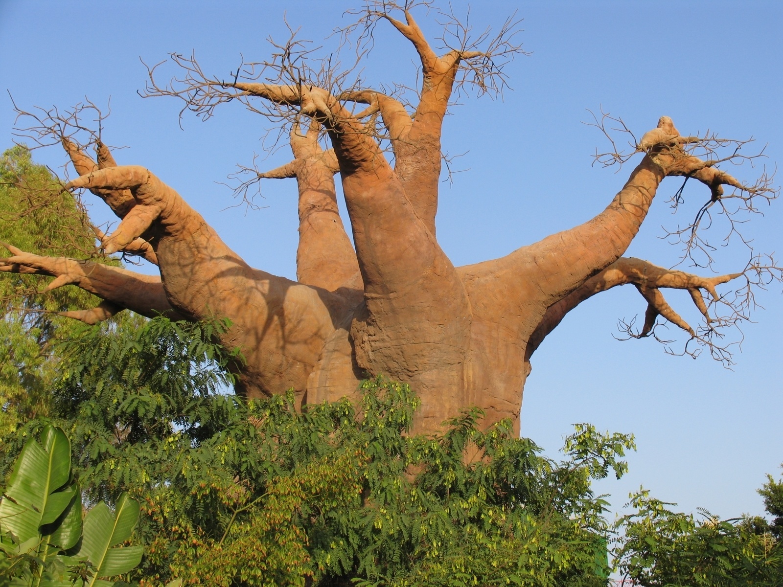 2 особенных дерева. Мадагаскар дерево баобаб Мадагаскар. Баобаб (Адансония пальчатая. Мадагаскарский баобаб дерево. Мадагаскар растения баобаб.
