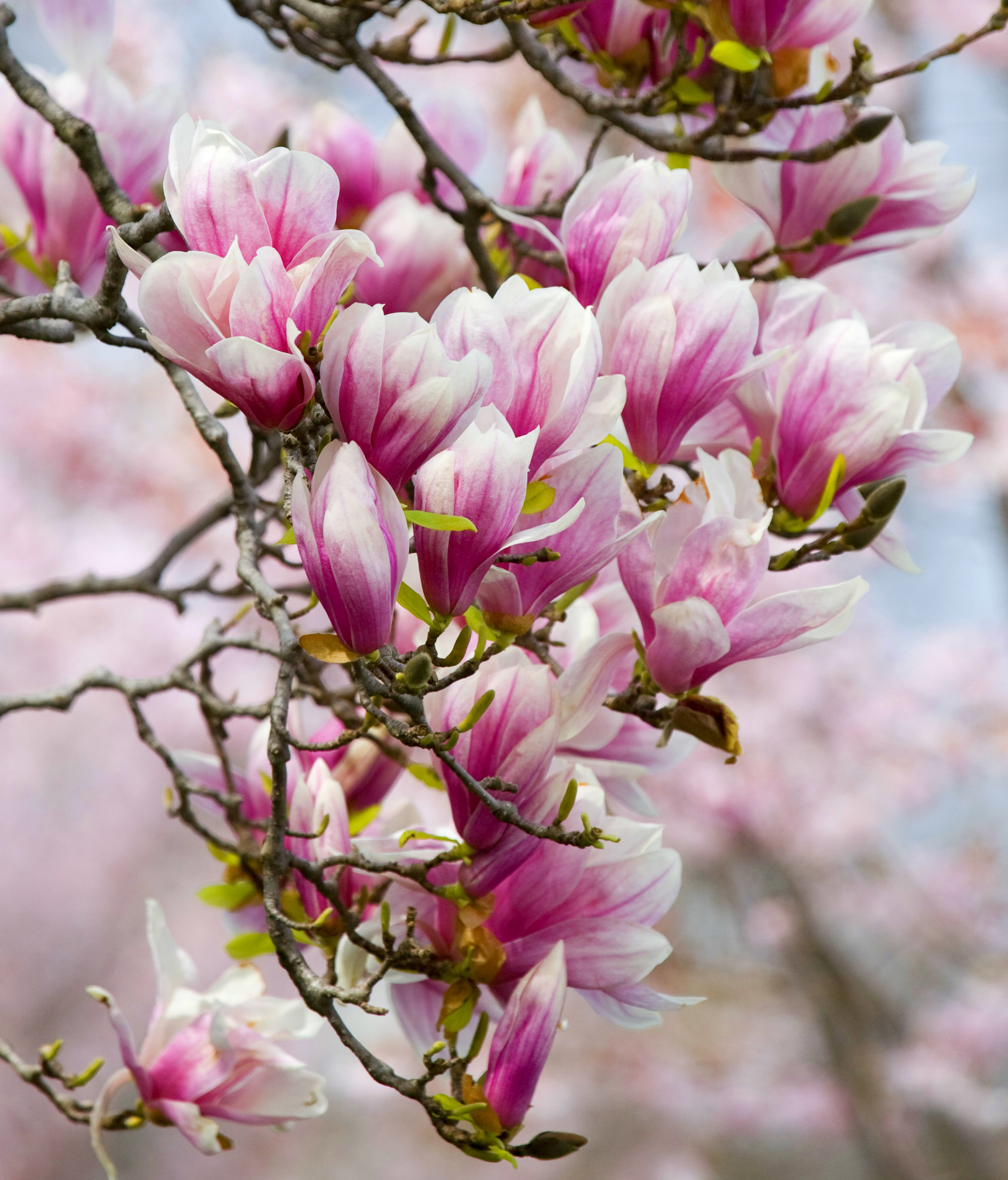 Magnolia Backgrounds on Wallpapers Vista