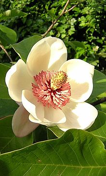 Magnolia #8