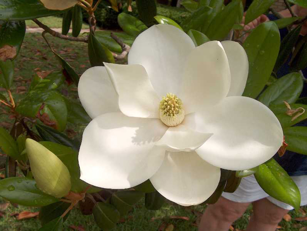 Nice wallpapers Magnolia 600x452px