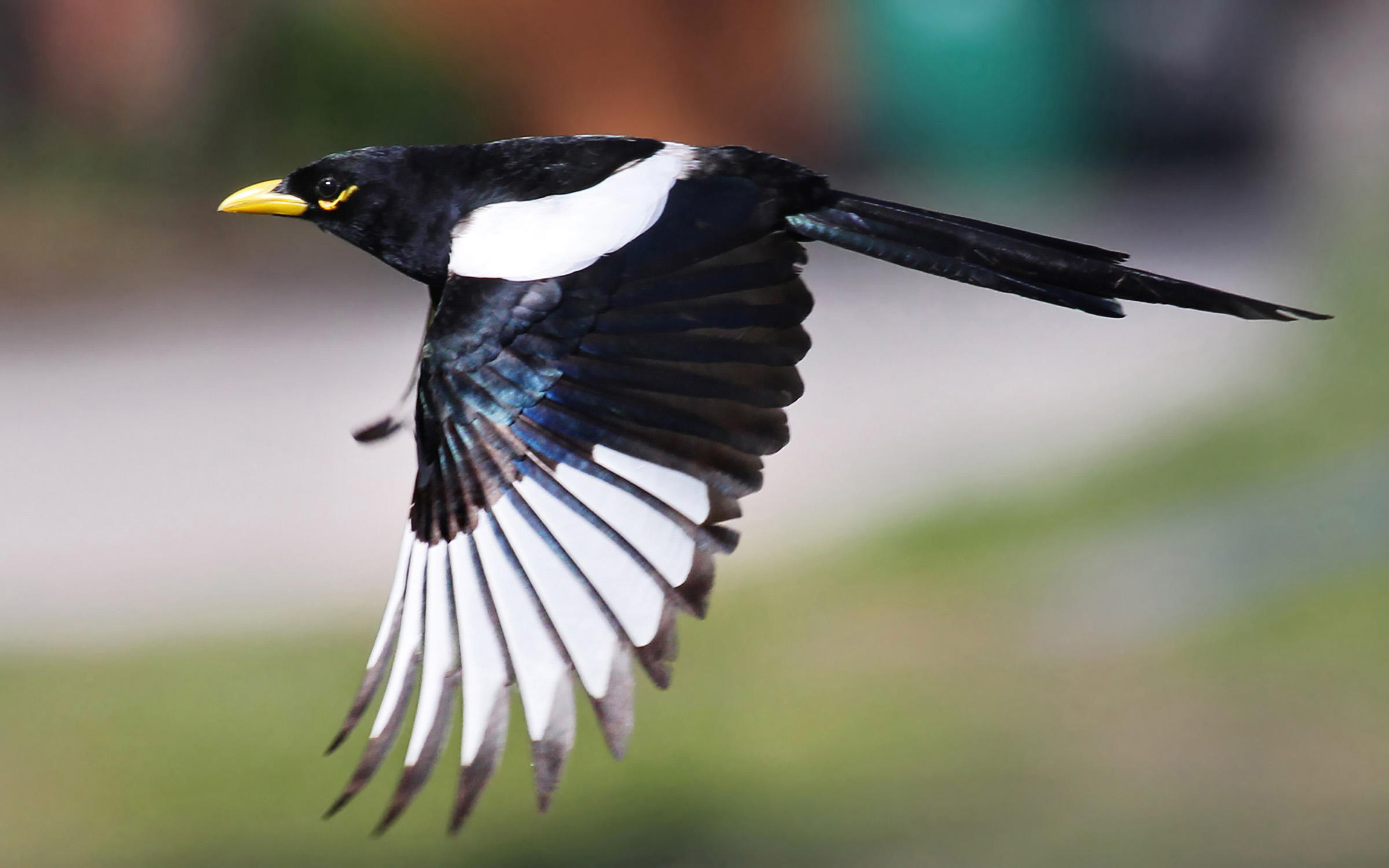 Magpie High Quality Background on Wallpapers Vista