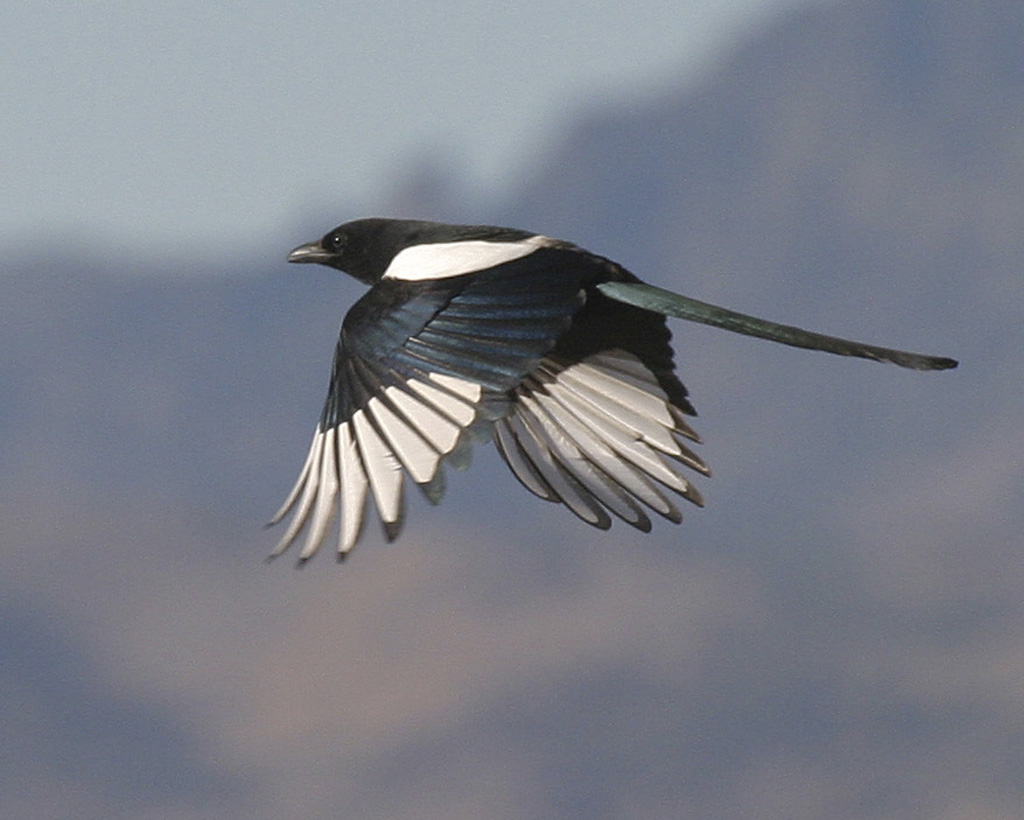 Nice Images Collection: Magpie Desktop Wallpapers