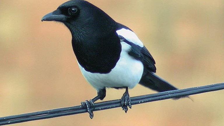 Nice Images Collection: Magpie Desktop Wallpapers