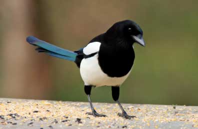 Magpie Pics, Animal Collection