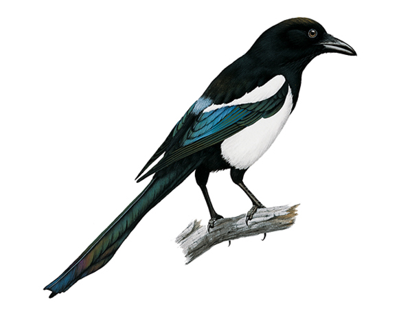 600x450 > Magpie Wallpapers