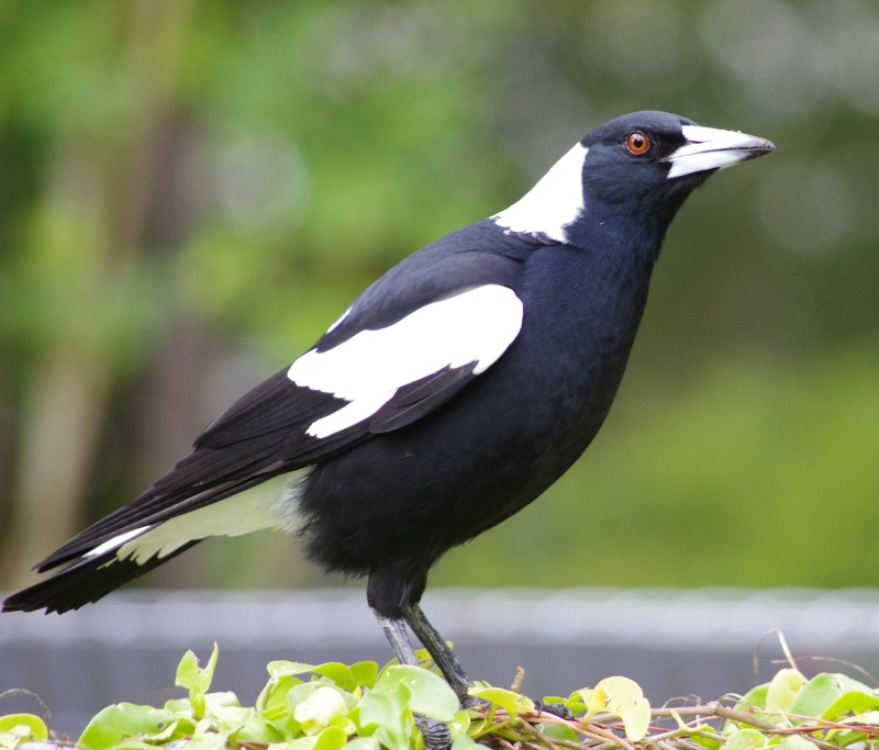 HD Quality Wallpaper | Collection: Animal, 800x683 Magpie