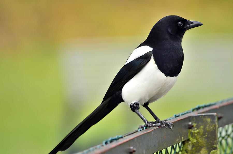 Magpie Backgrounds on Wallpapers Vista