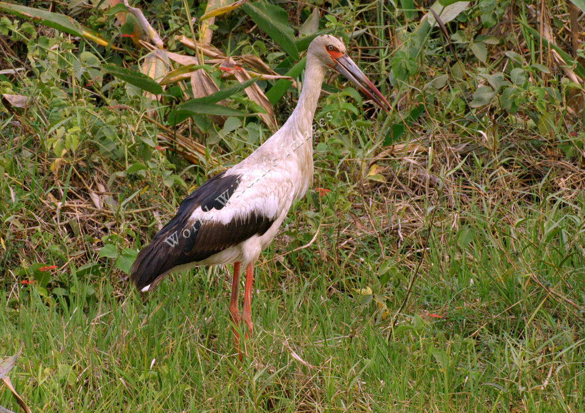 Maguari Stork #20