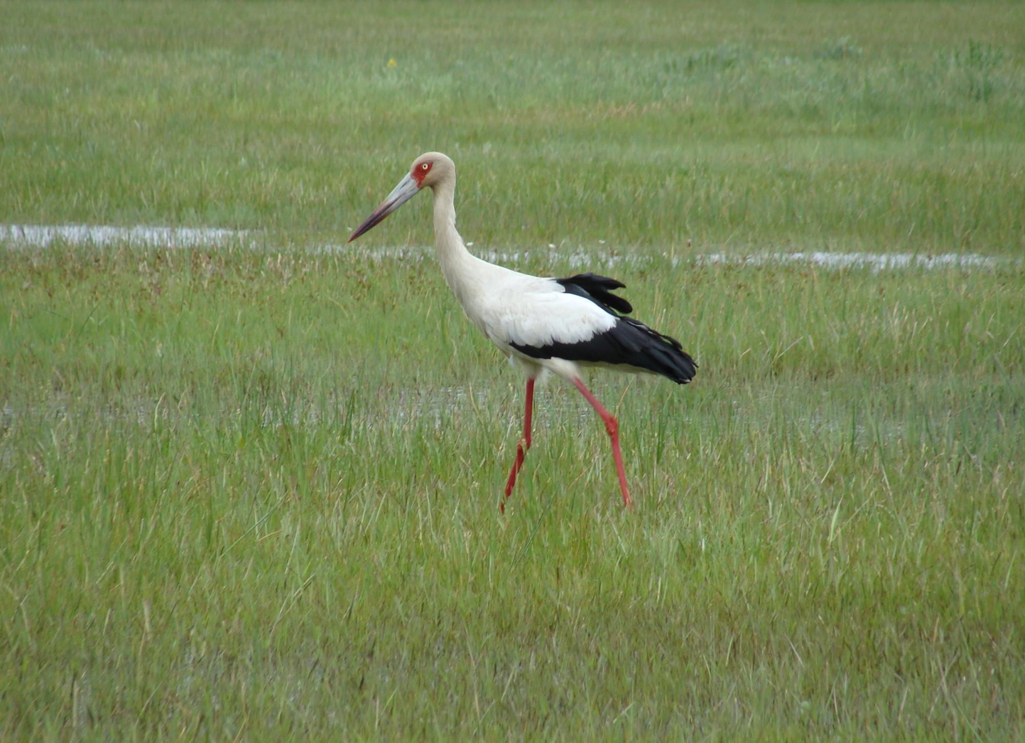 Maguari Stork #22