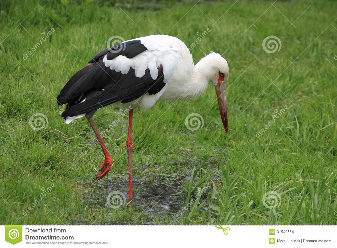 Maguari Stork #28