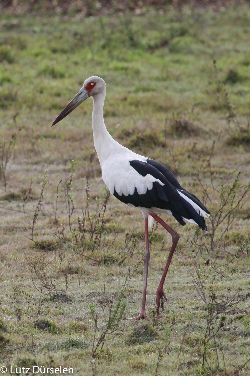 Maguari Stork #21