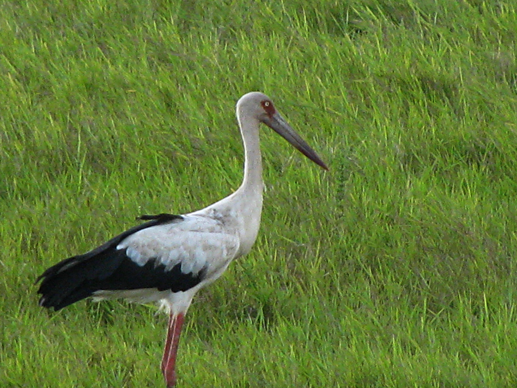 Maguari Stork #23