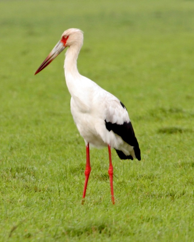 Maguari Stork #13