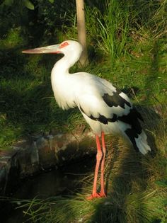 Maguari Stork #17