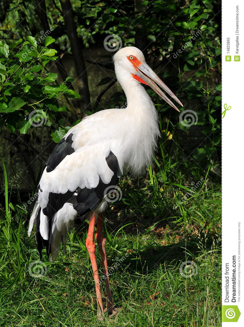 Maguari Stork #18