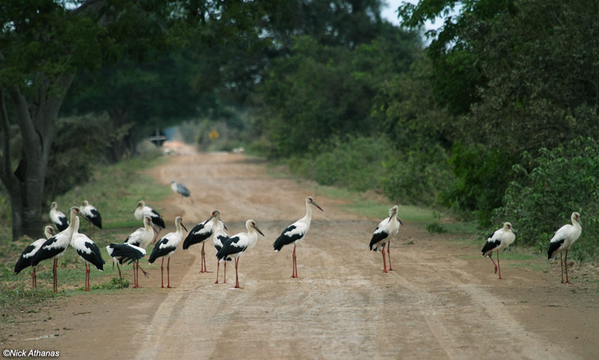 Maguari Stork #9