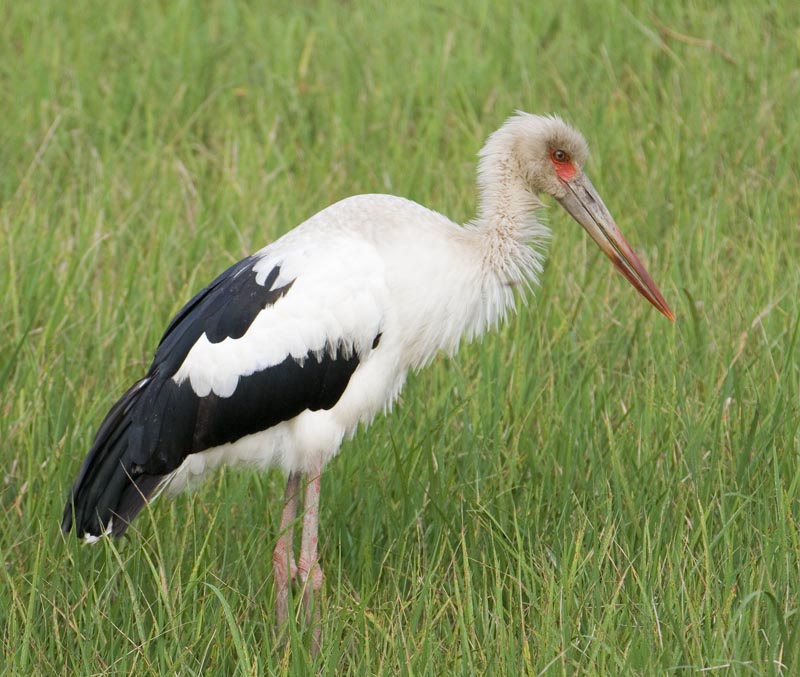 Maguari Stork #8