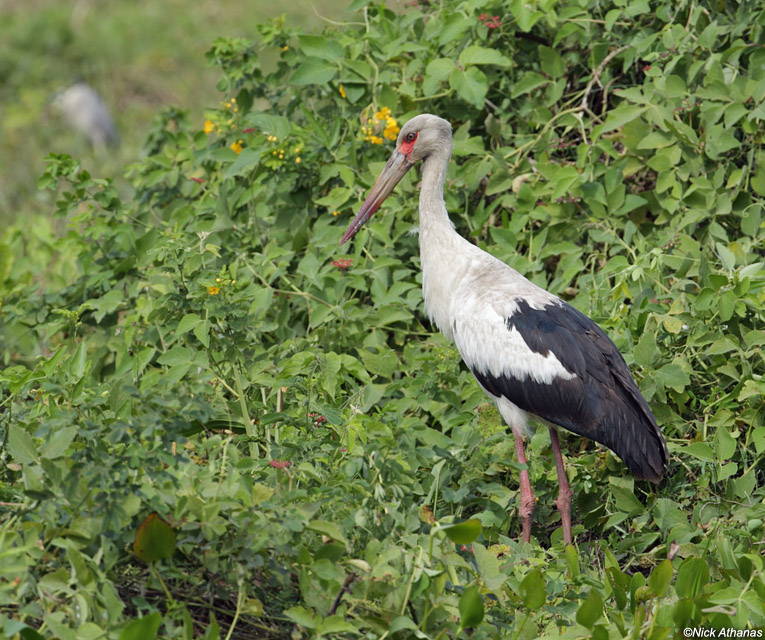 Maguari Stork #2
