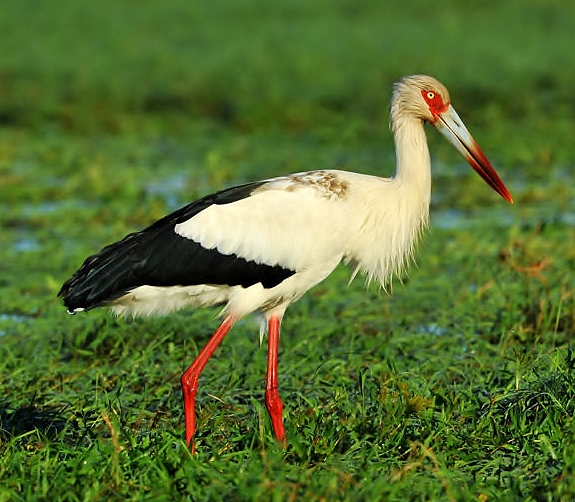 Maguari Stork #16