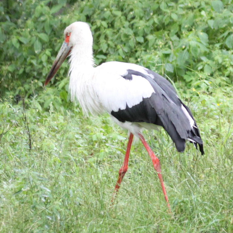 Maguari Stork #4
