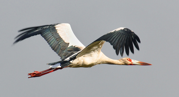 Maguari Stork #15