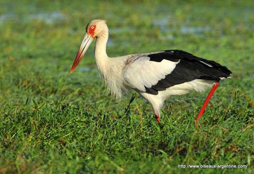 Maguari Stork #11