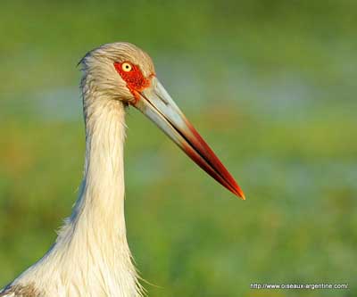 Images of Maguari Stork | 400x333