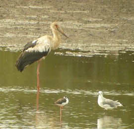 Maguari Stork #19