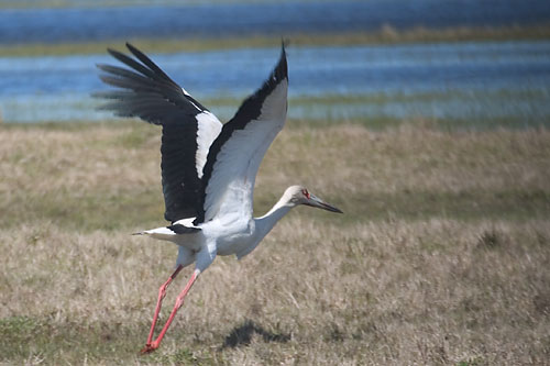 Maguari Stork #1