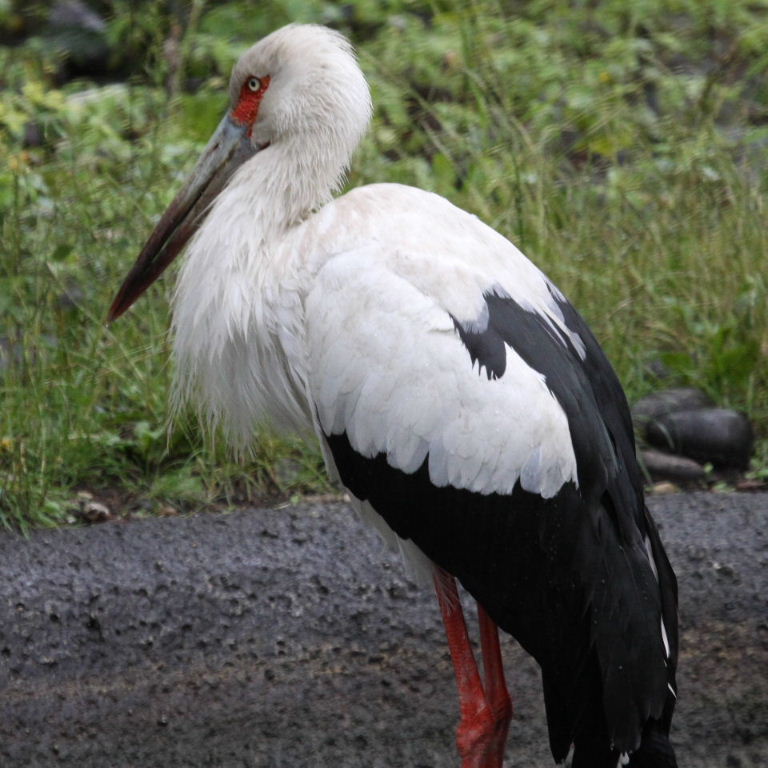 Maguari Stork #6
