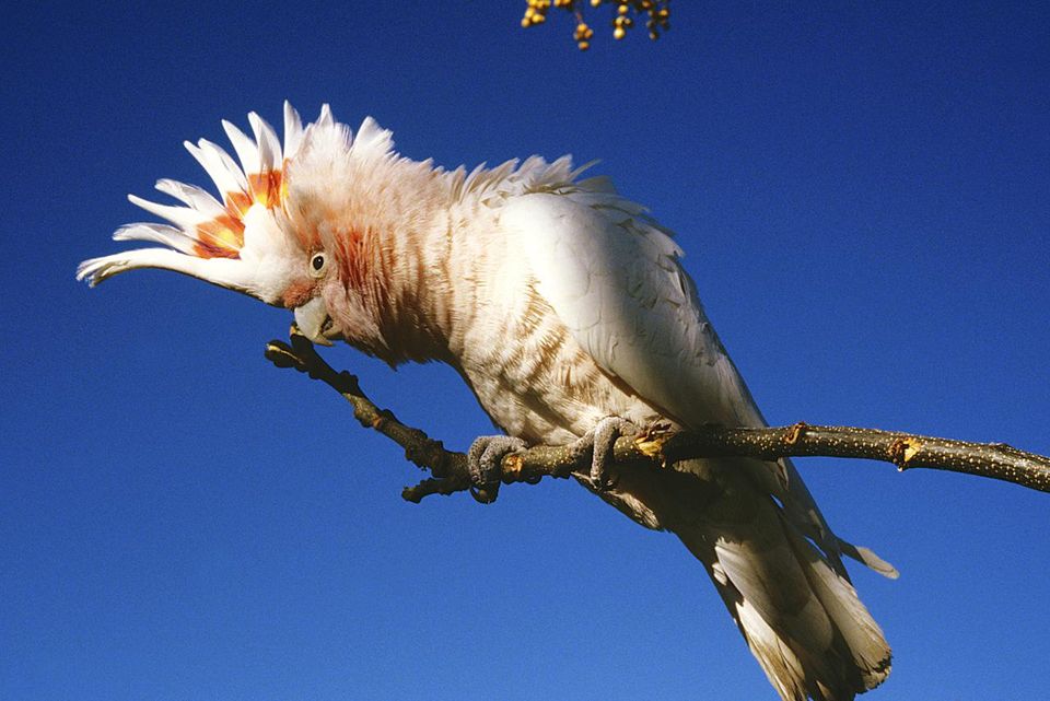 Images of Major Mitchell's Cockatoo | 960x641