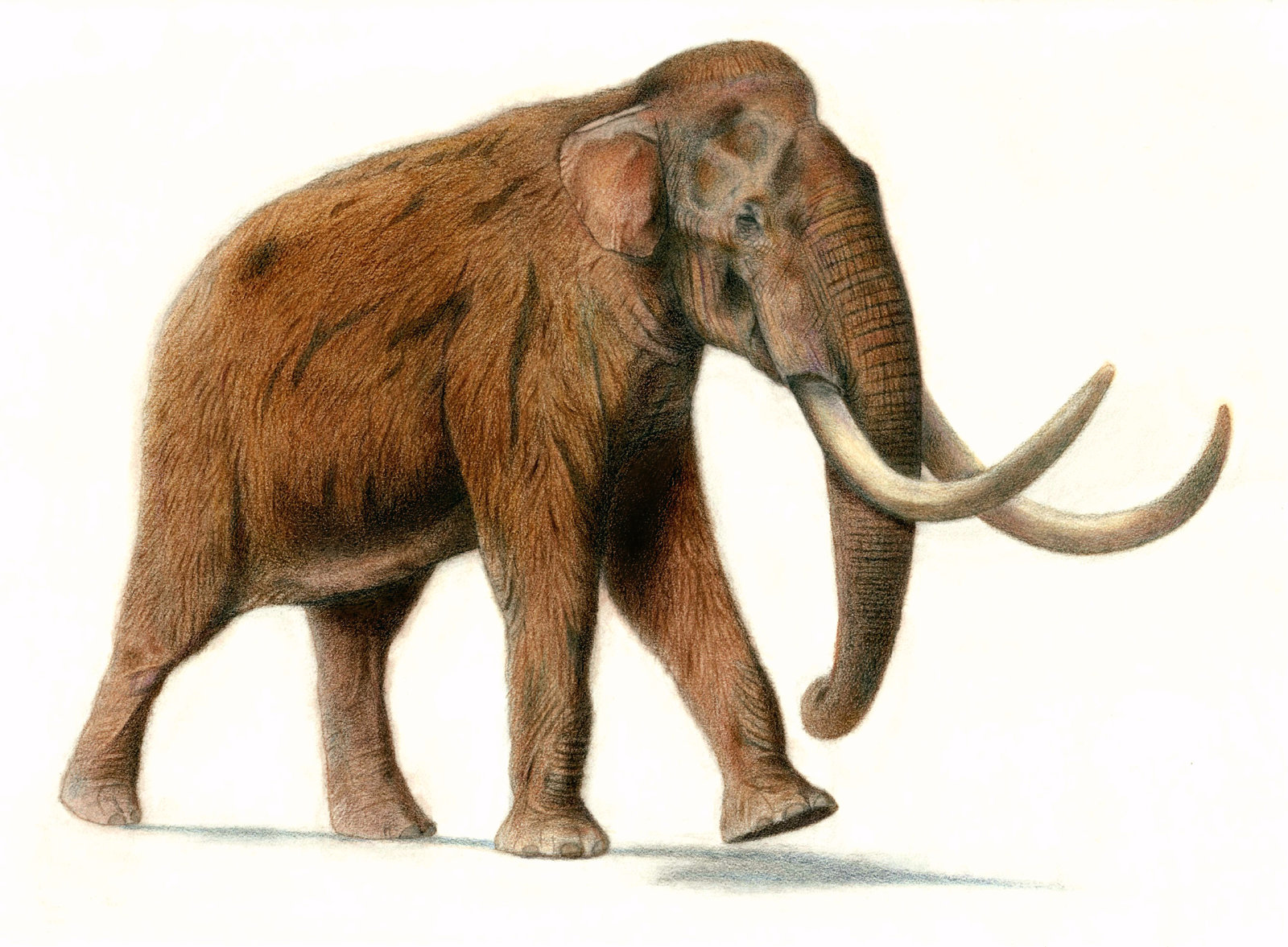 Mammoth Pics, Animal Collection