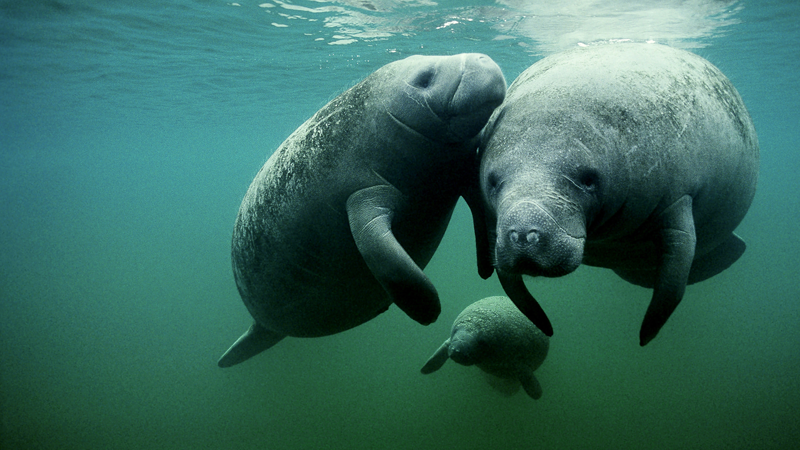 Manatee Backgrounds on Wallpapers Vista