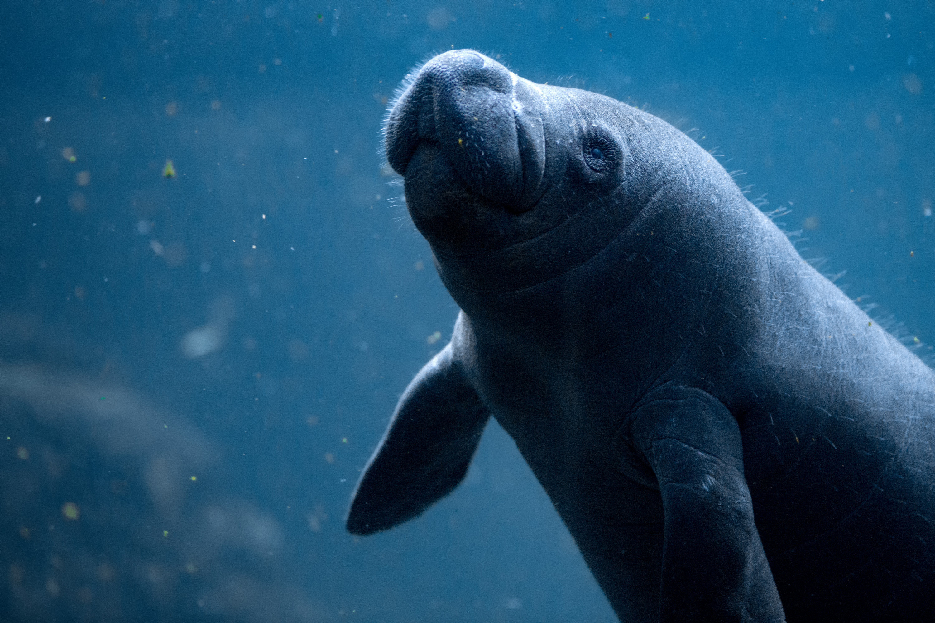 Amazing Manatee Pictures & Backgrounds